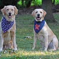 Red, white, blue and yeller dogs